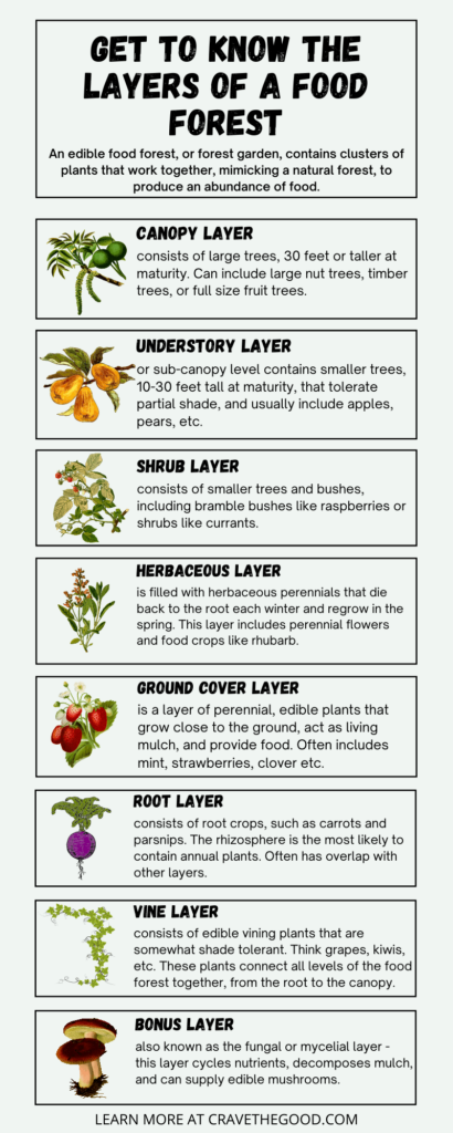 7 layers of the food forest infographic.