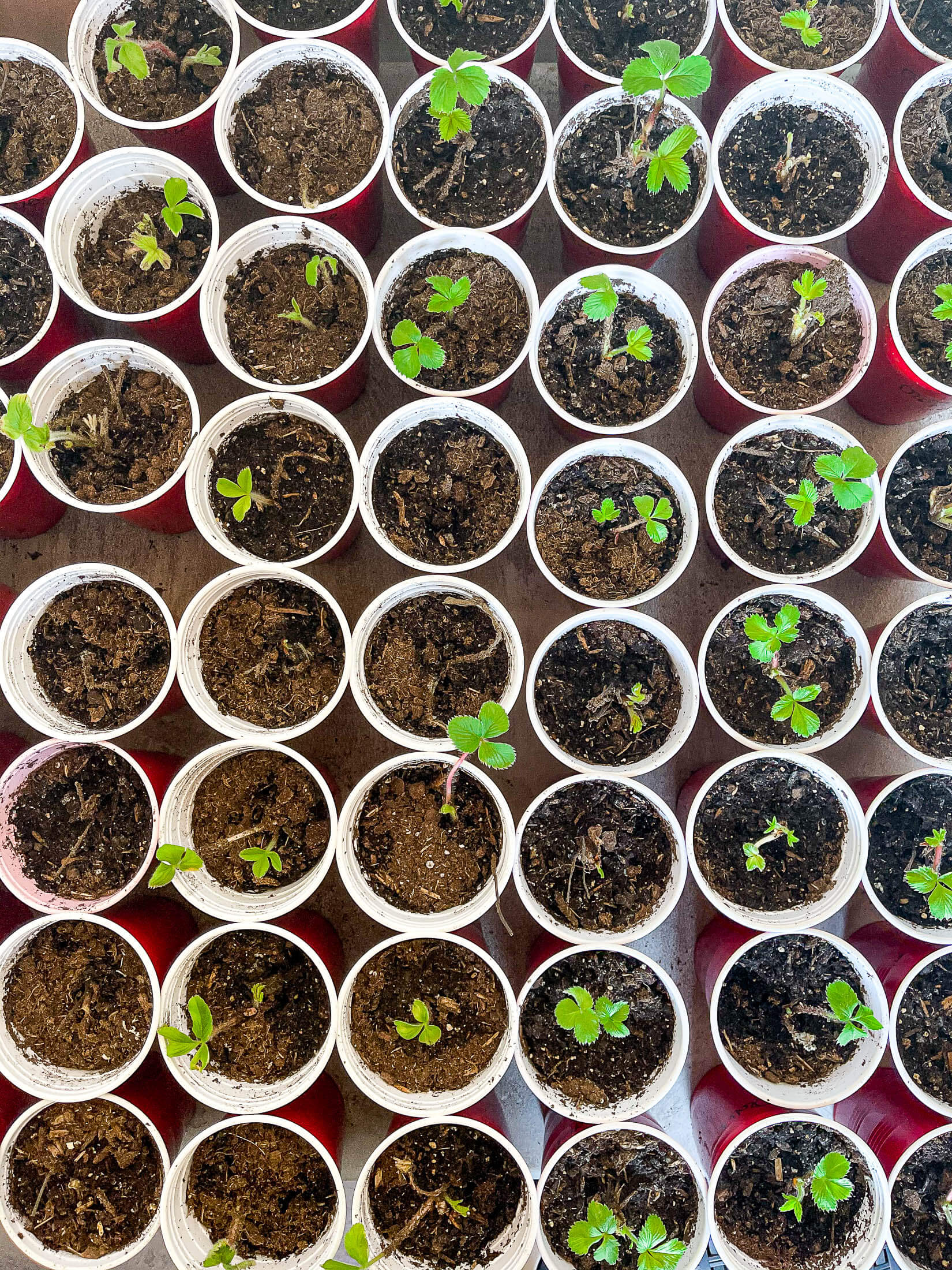 Strawberry seedlings in red solo cups