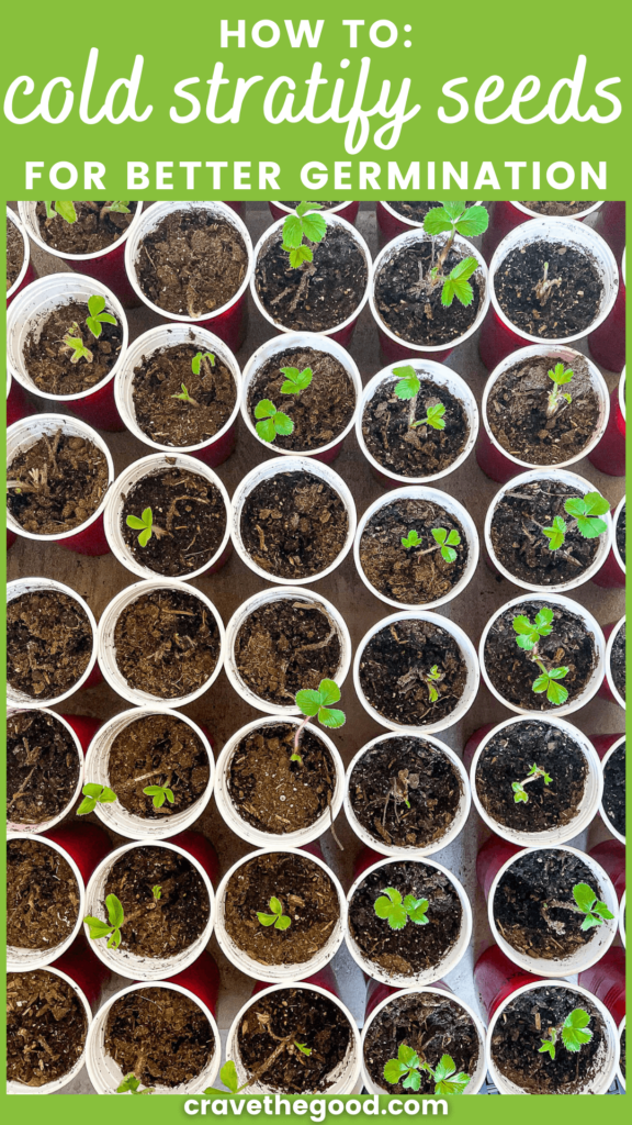 How to cold stratify seeds for better germination pinterest graphic.
