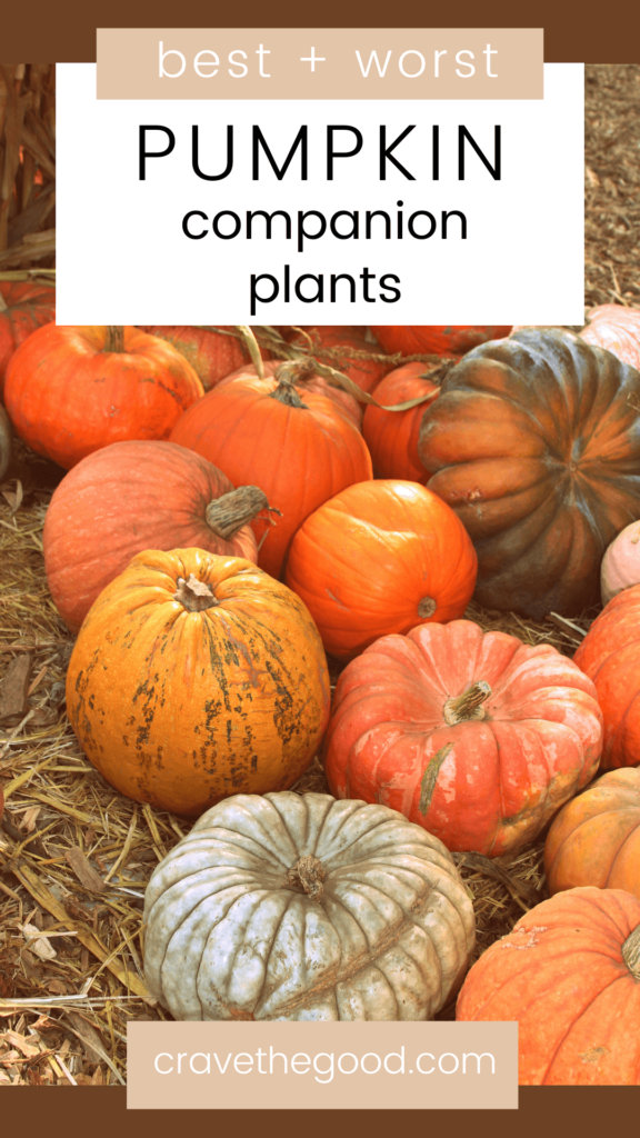 Best and worst pumpkin companion plants pinterest graphic.