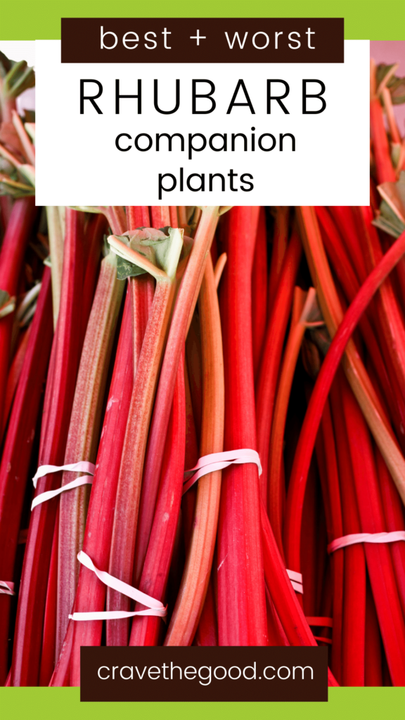 Best and worst rhubarb companion plants pinterest graphic.