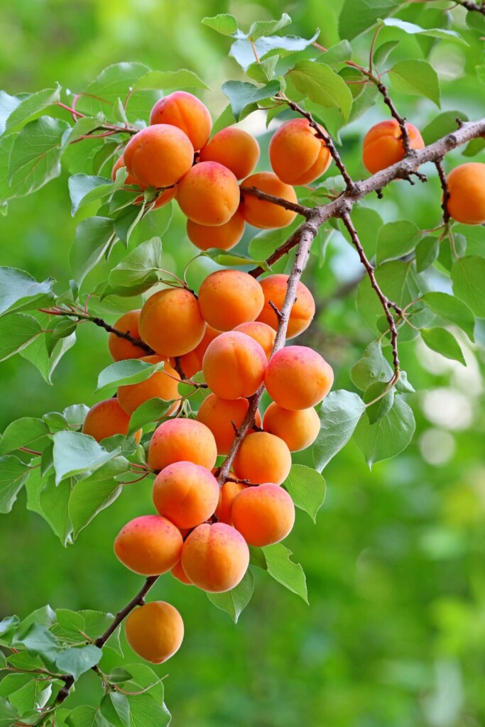 Branch filled with apricots.