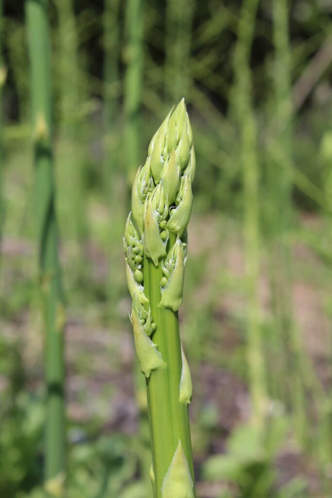 Asparagus spear.