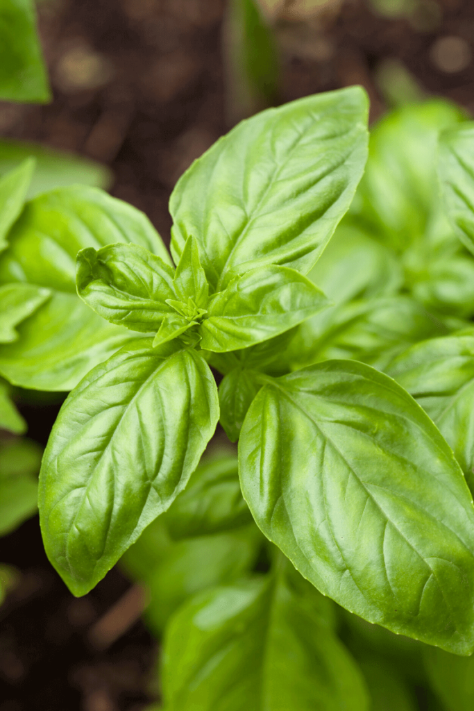 Basil plant.
