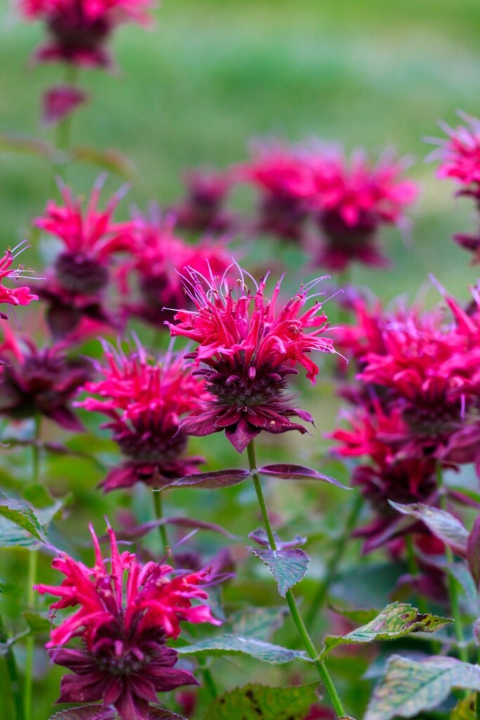 Bee balm flowers.