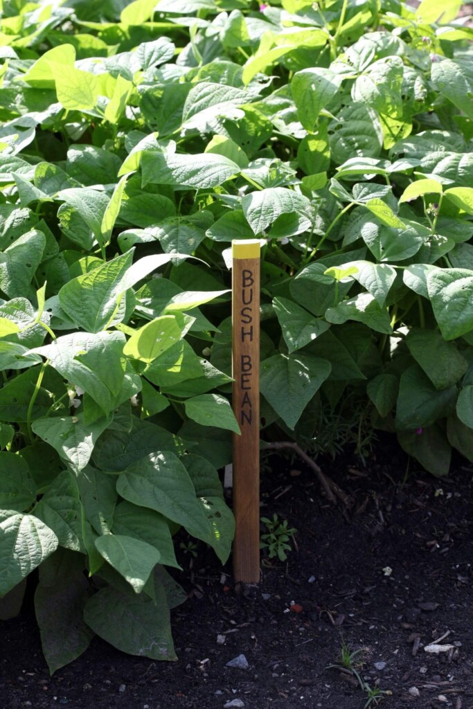 Bush beans plant with a row marker.