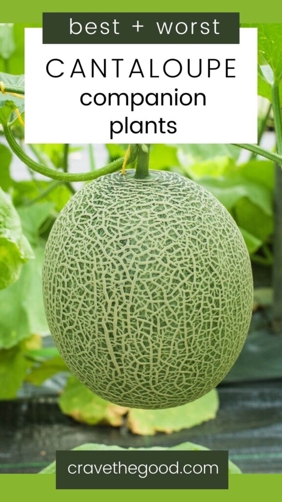 Best and worst cantaloupe companion plants pinterest graphic.