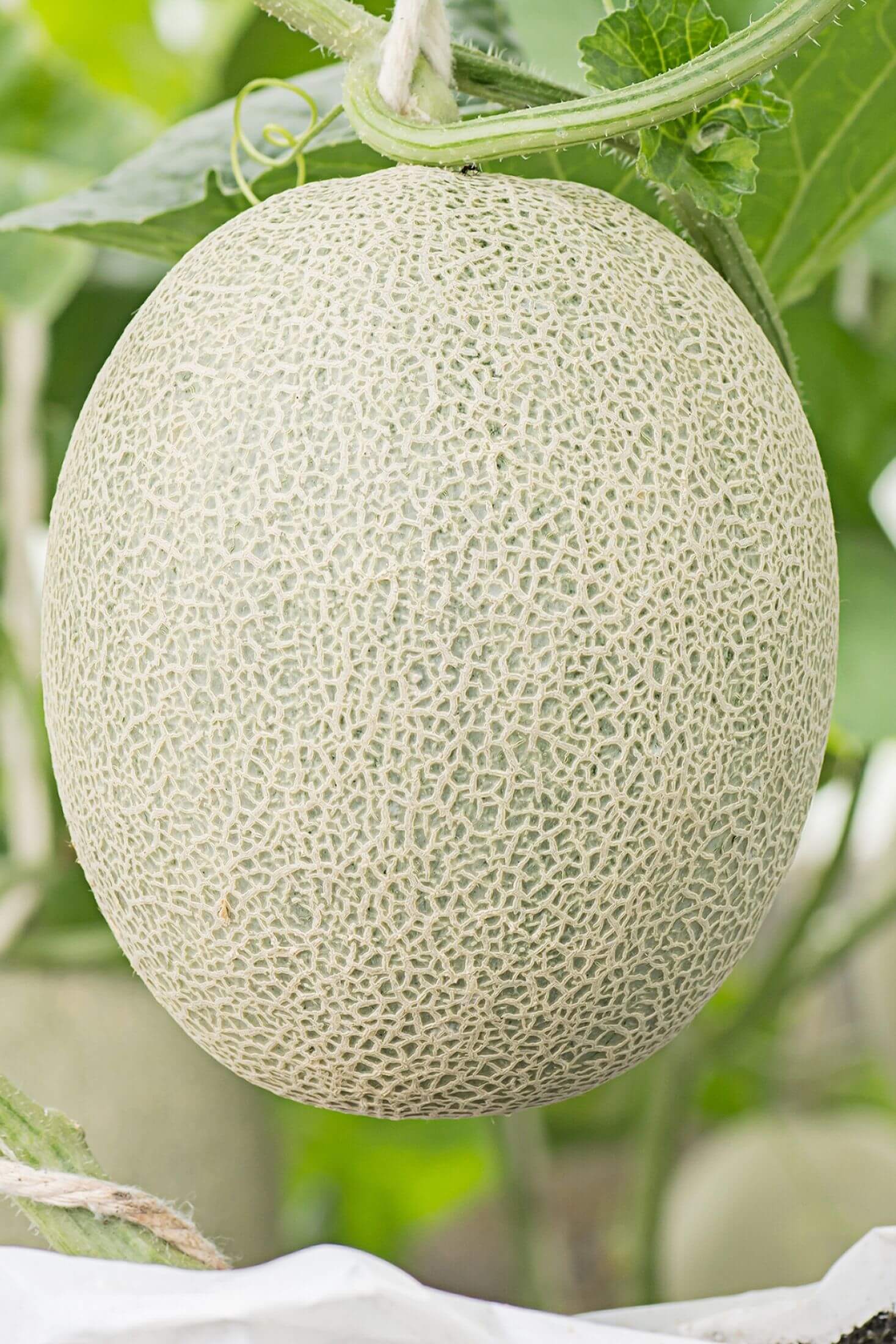 Top 21 What not to plant with cantaloupe 1 10 Best Cantaloupe Companion Plants + Which 3 To Avoid