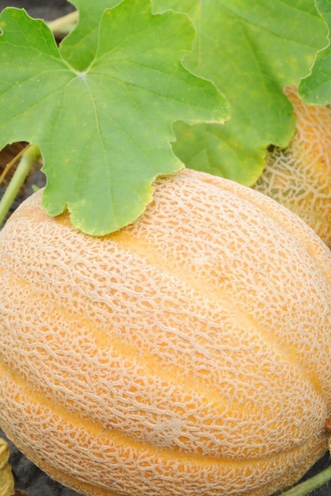 Ridged cantaloupe on a vine.