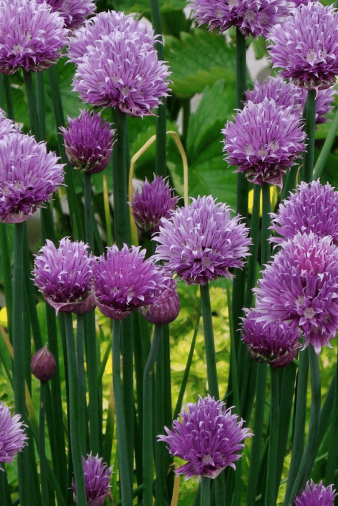 Flowering chives.