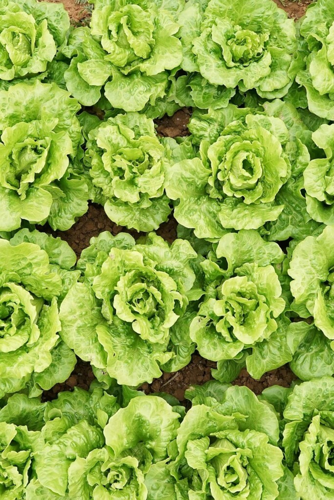 Lettuce plants.