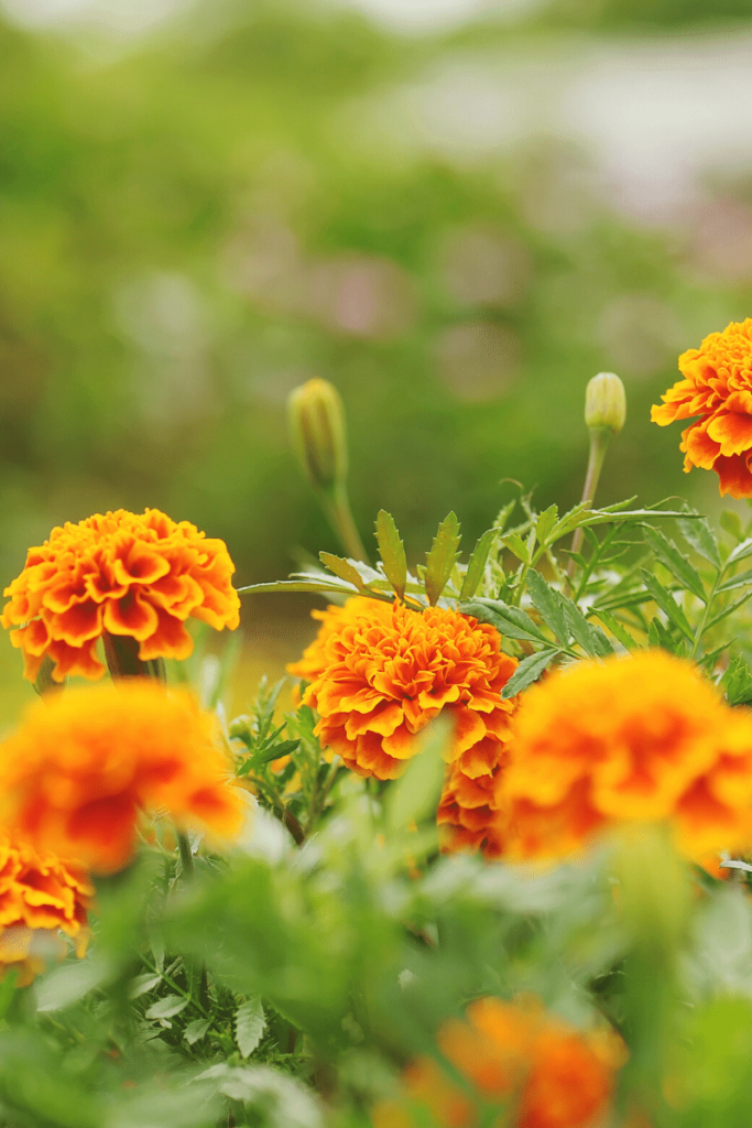 Blooming marigold flowers.