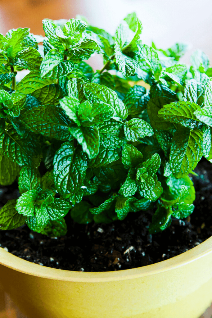 Mint plant in a pot.