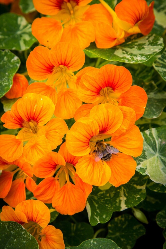 Nasturtium flowers with a bee.