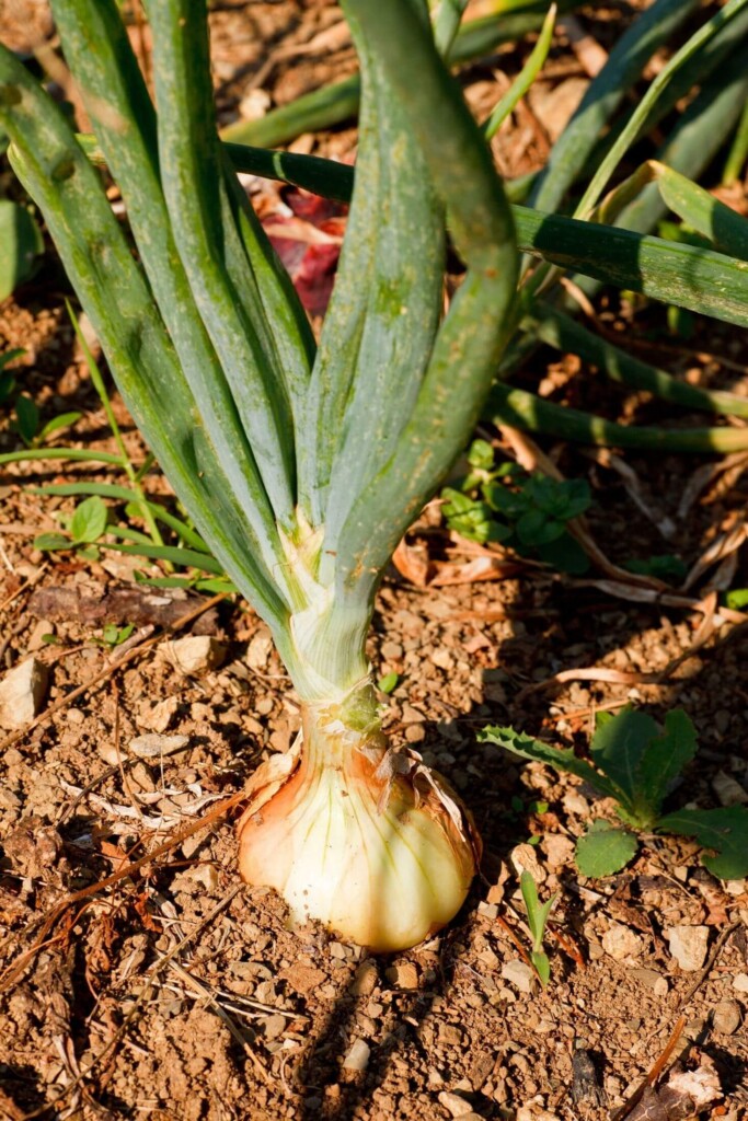 Onion Plant.
