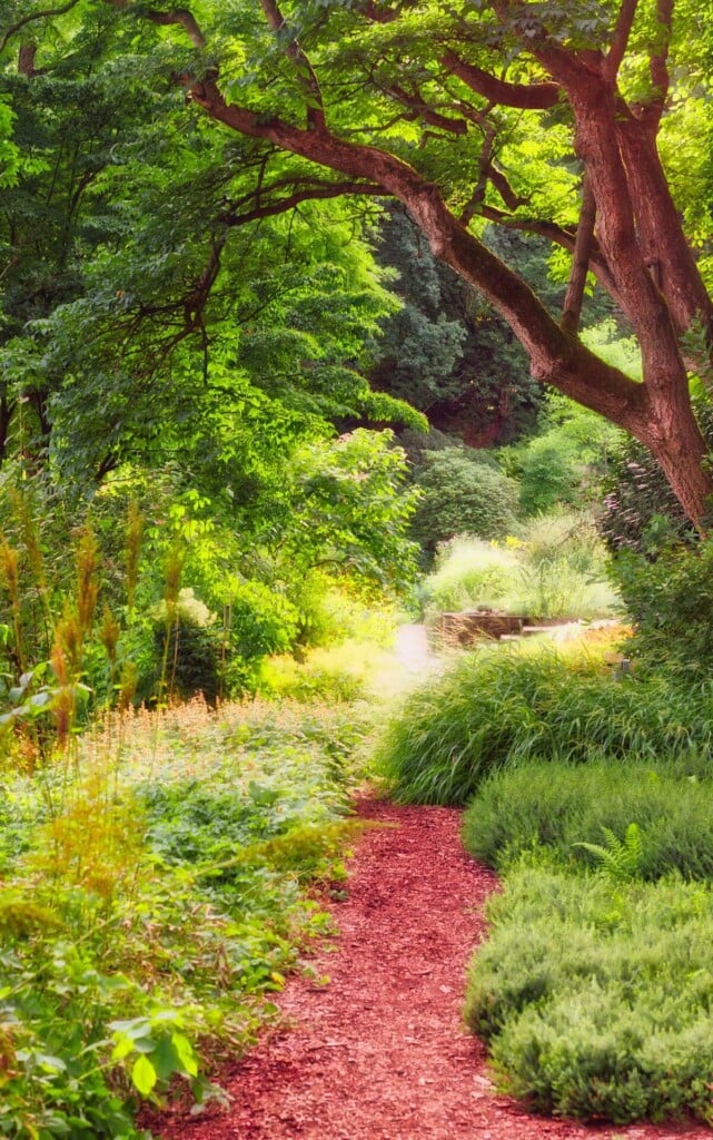 Forest path.