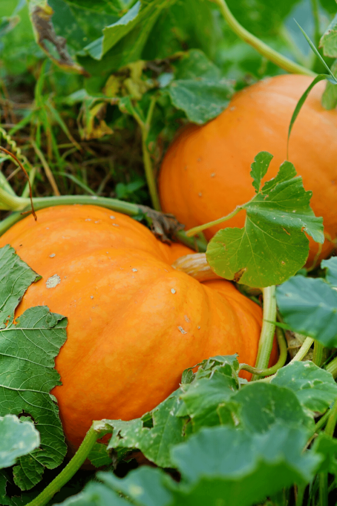 Pumpkins growing on a vine.