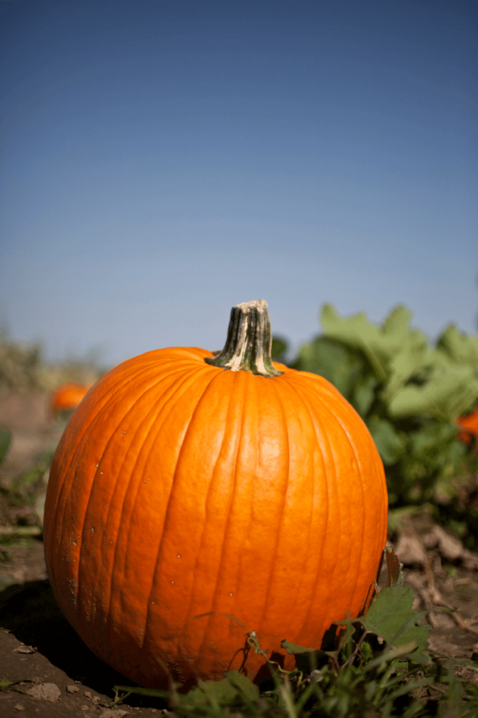 Harvested pumpkin.