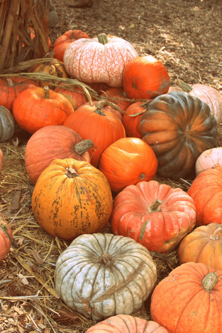 The Best (+worst) Pumpkin Companion Plants crave the good