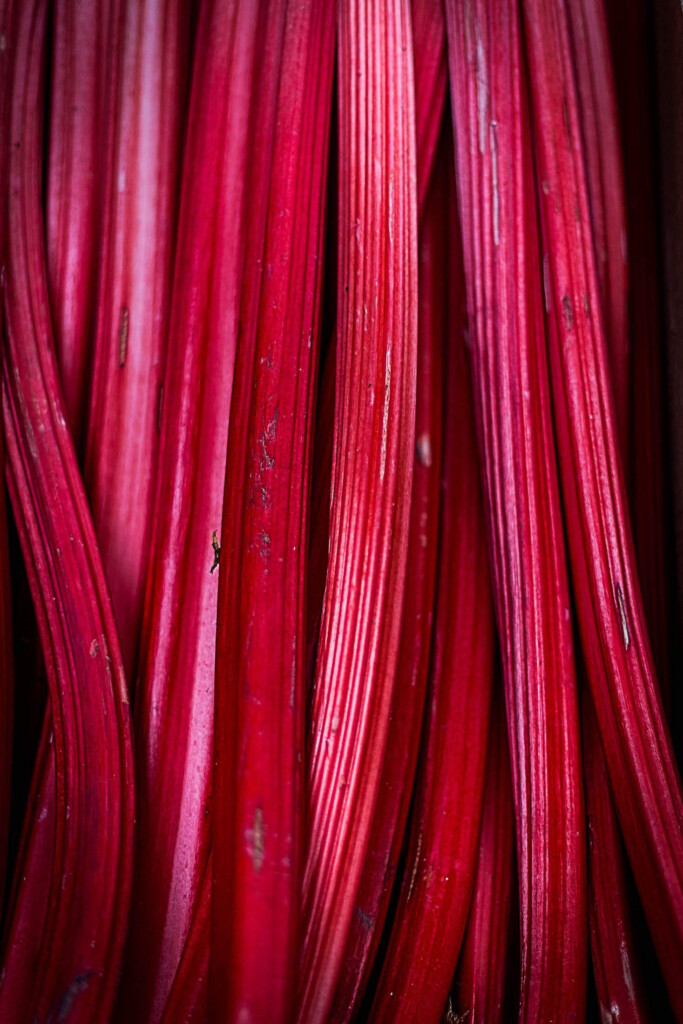 Ruby red rhubarb stalks.