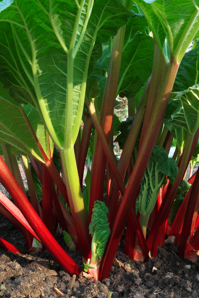 Large rhubarb plant with red stalks.