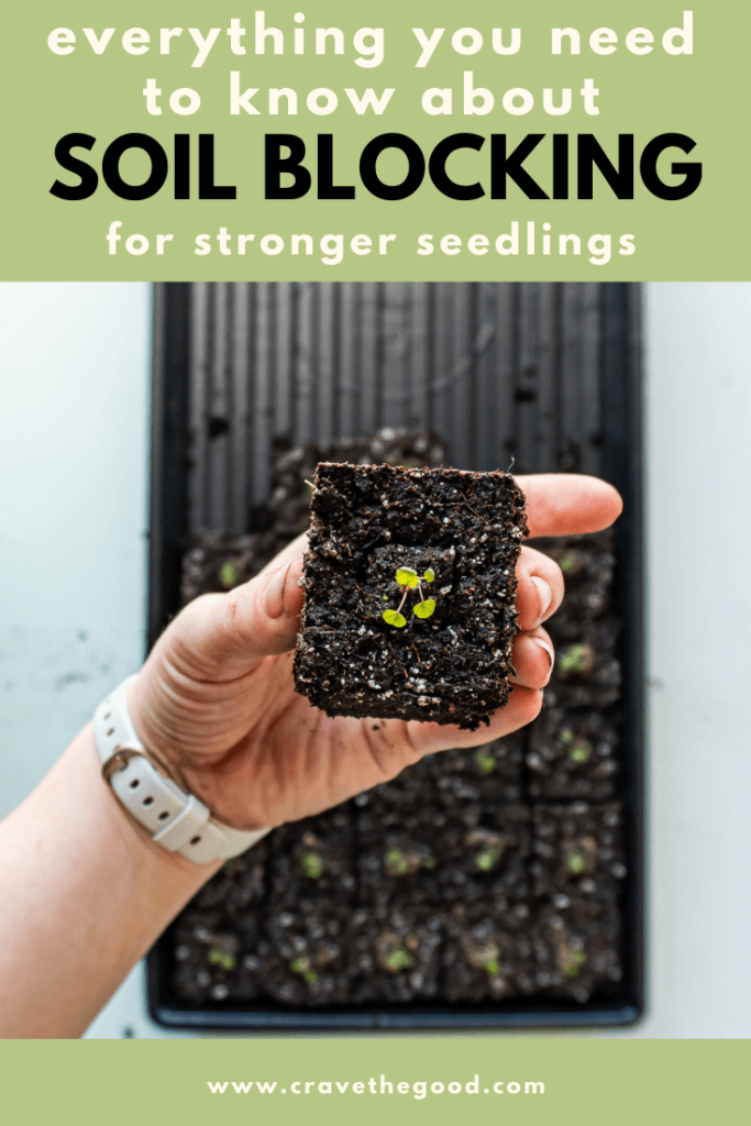Everything to know about soil blocking pinterest graphic.