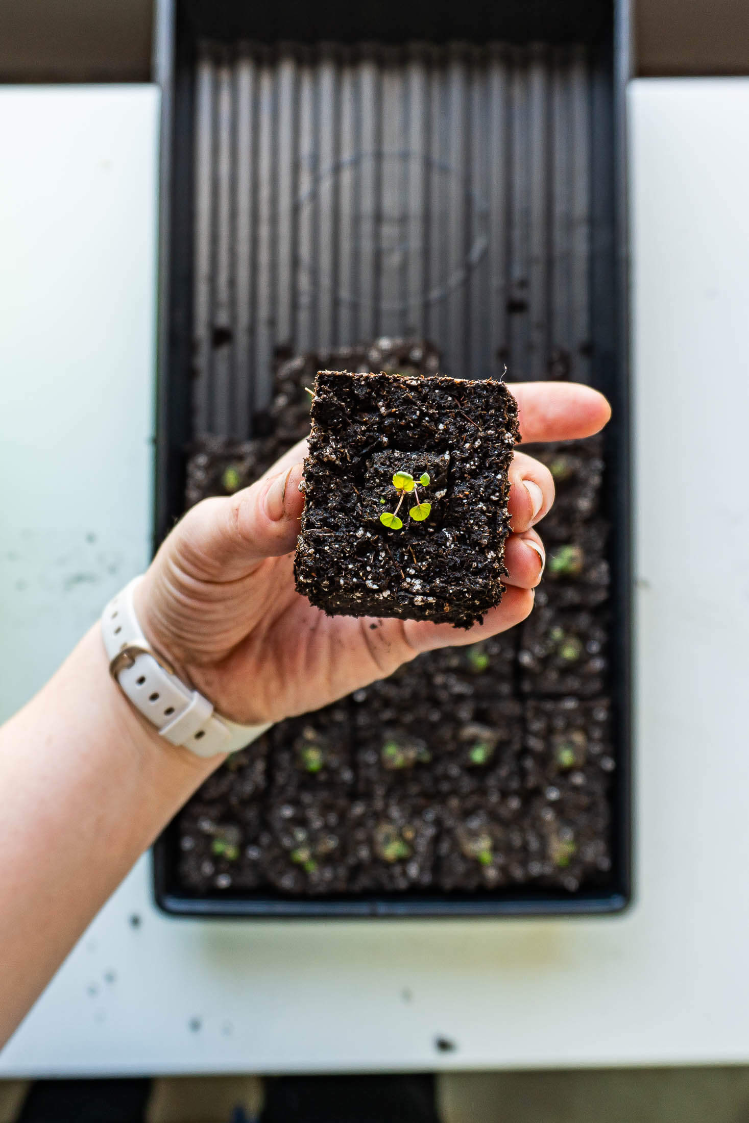 A micro soil block with strawberry plant inside a mini block.