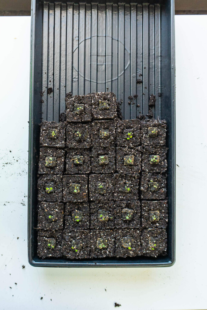 Strawberry seedlings in soil blocks.