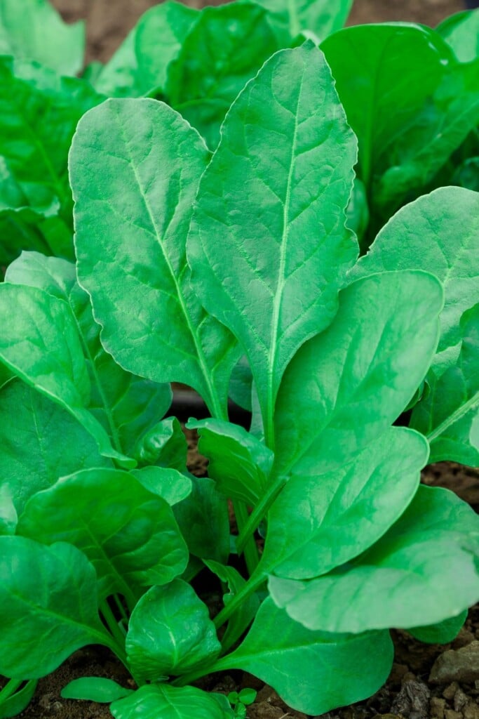 Spinach plant in the garden.