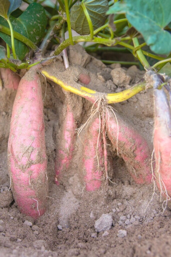 Sweet potato plant.
