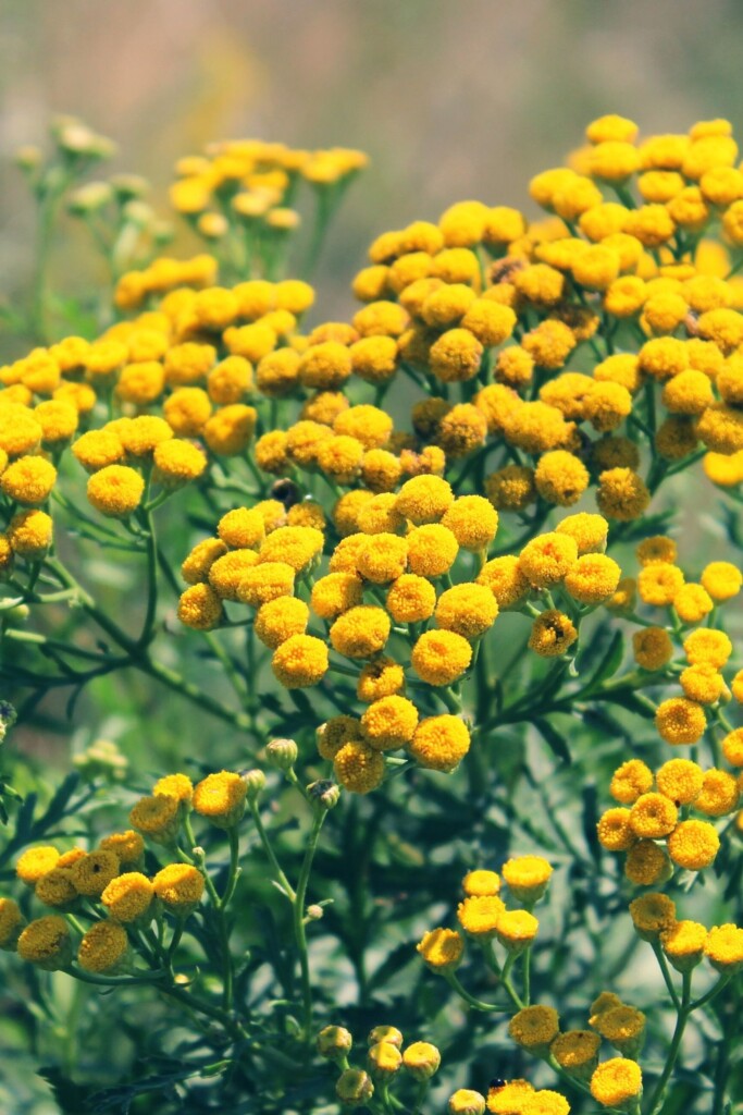Tansy flower.