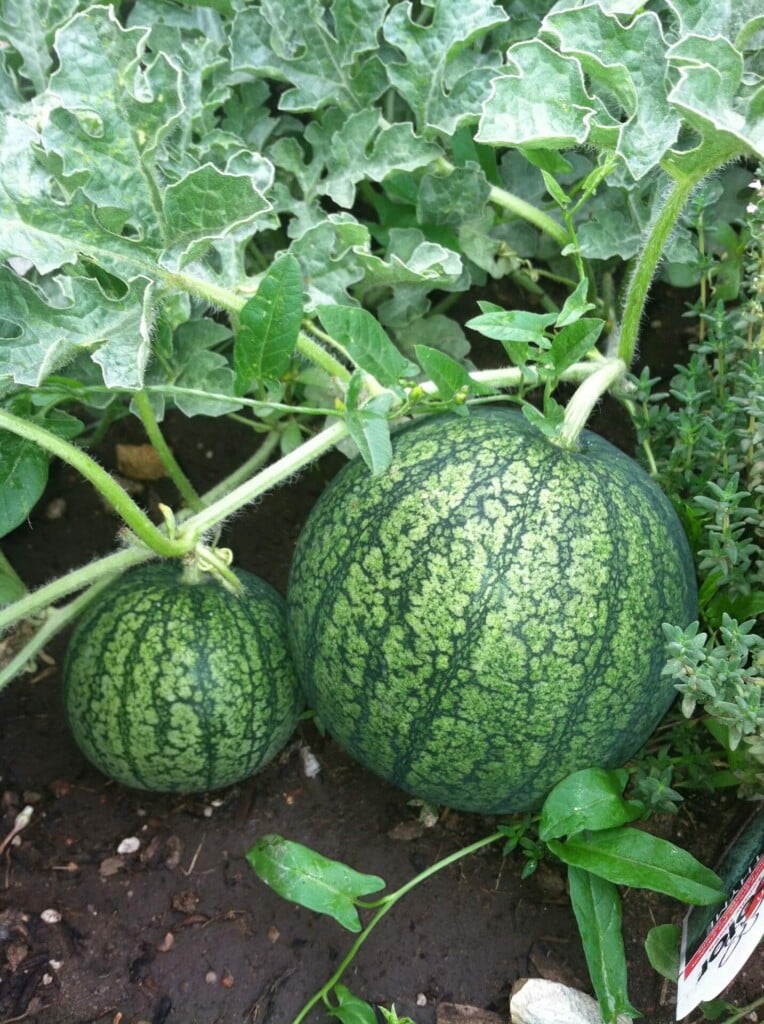 Watermelon plant.