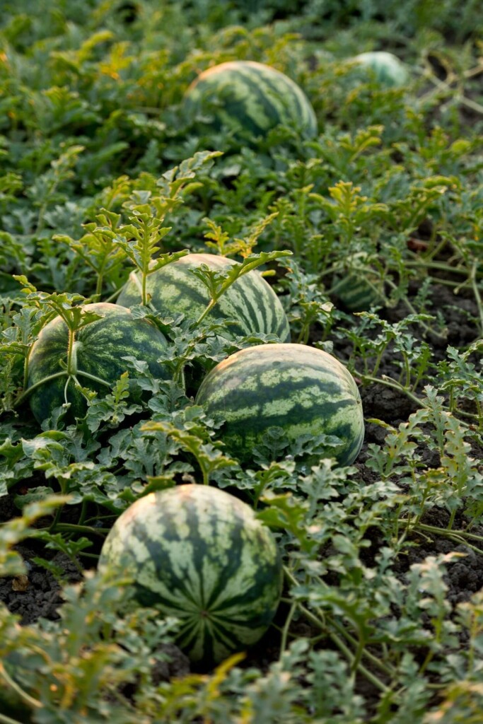 Watermelon plants.