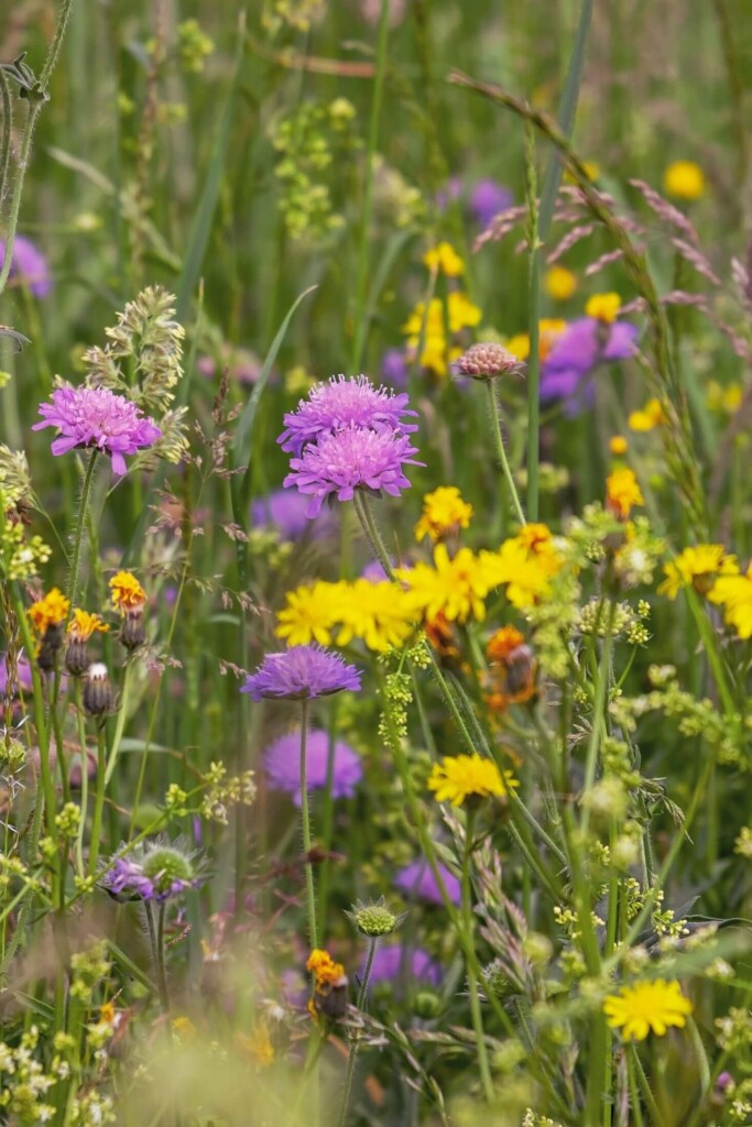 Wildflowers.