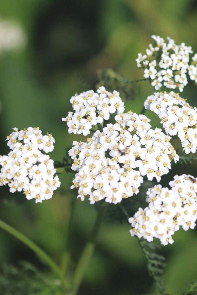 Yarrow flowers.