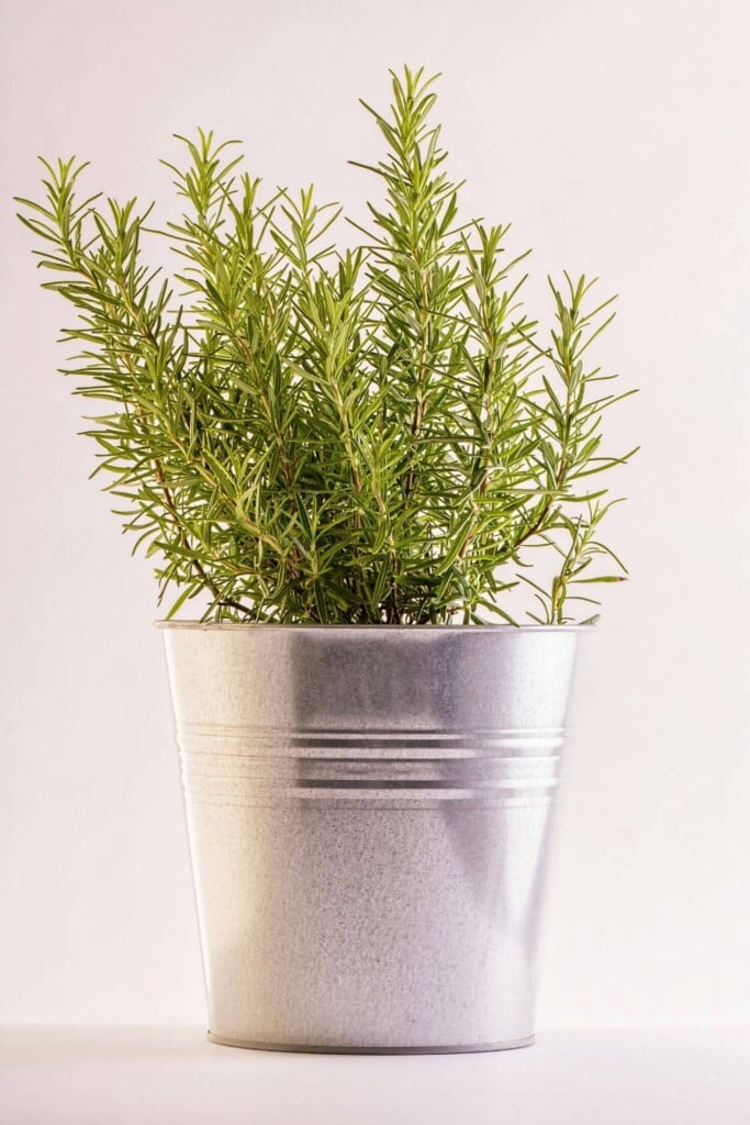 Rosemary plant in a metal pot.