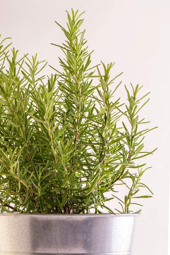 Close up of rosemary needles.