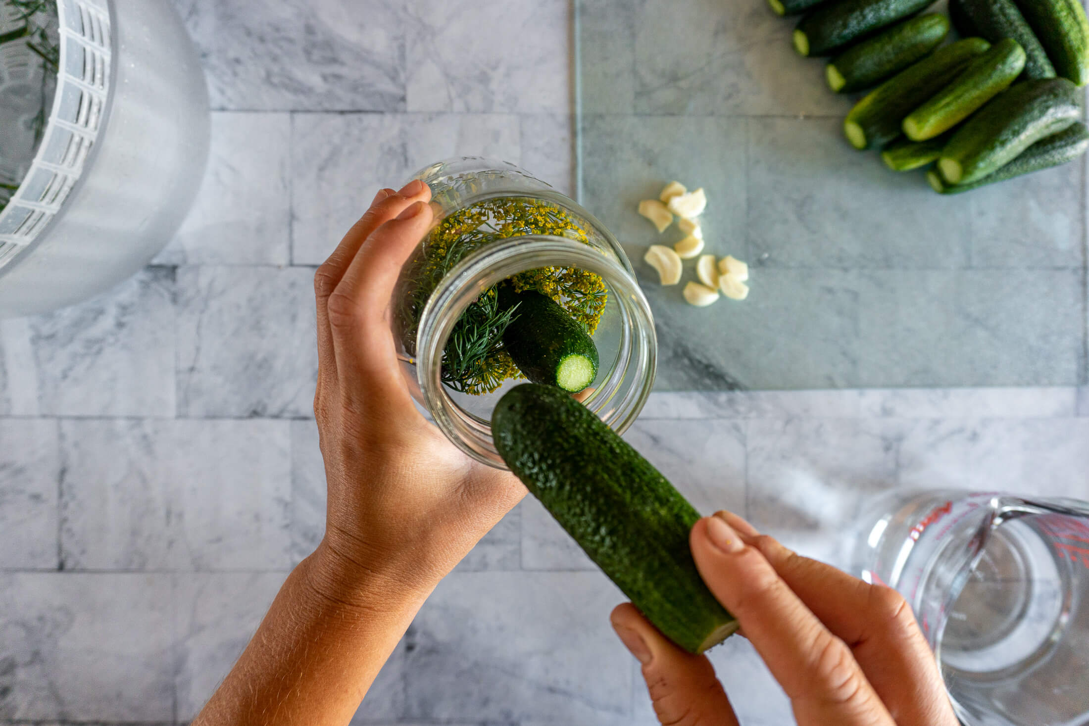 Packing freshly trimmed cucumbers into a fermenting jar with dill and garlic. 