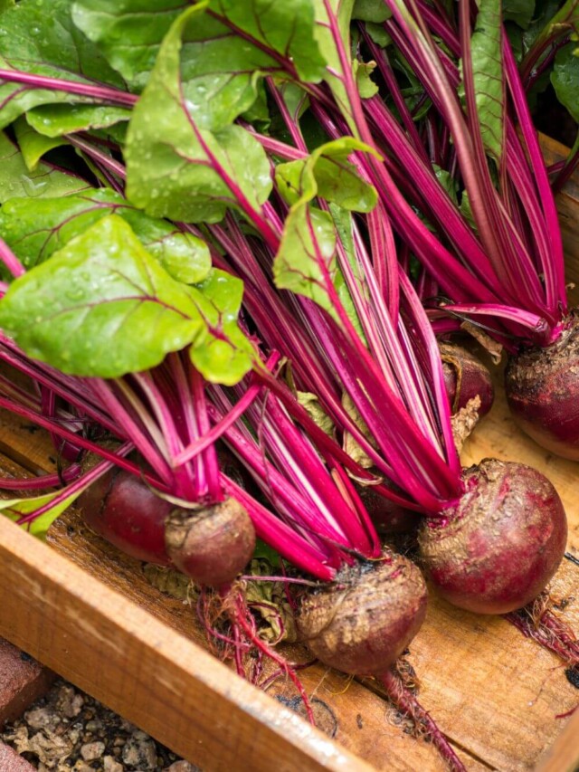 How To Freeze Fresh Beets crave the good