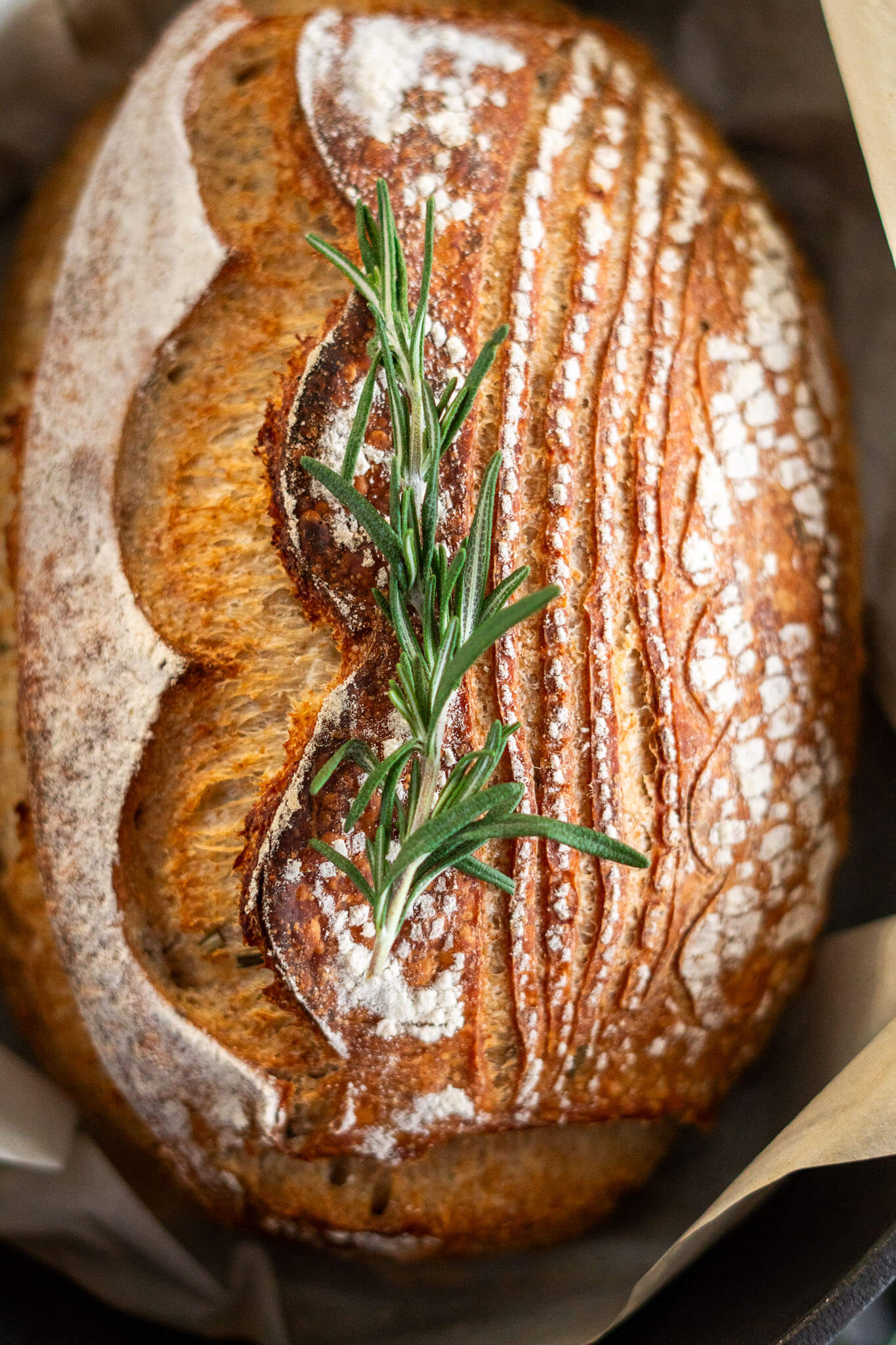 Fresh rosemary sprig resting on rosemary sourdough bread. 