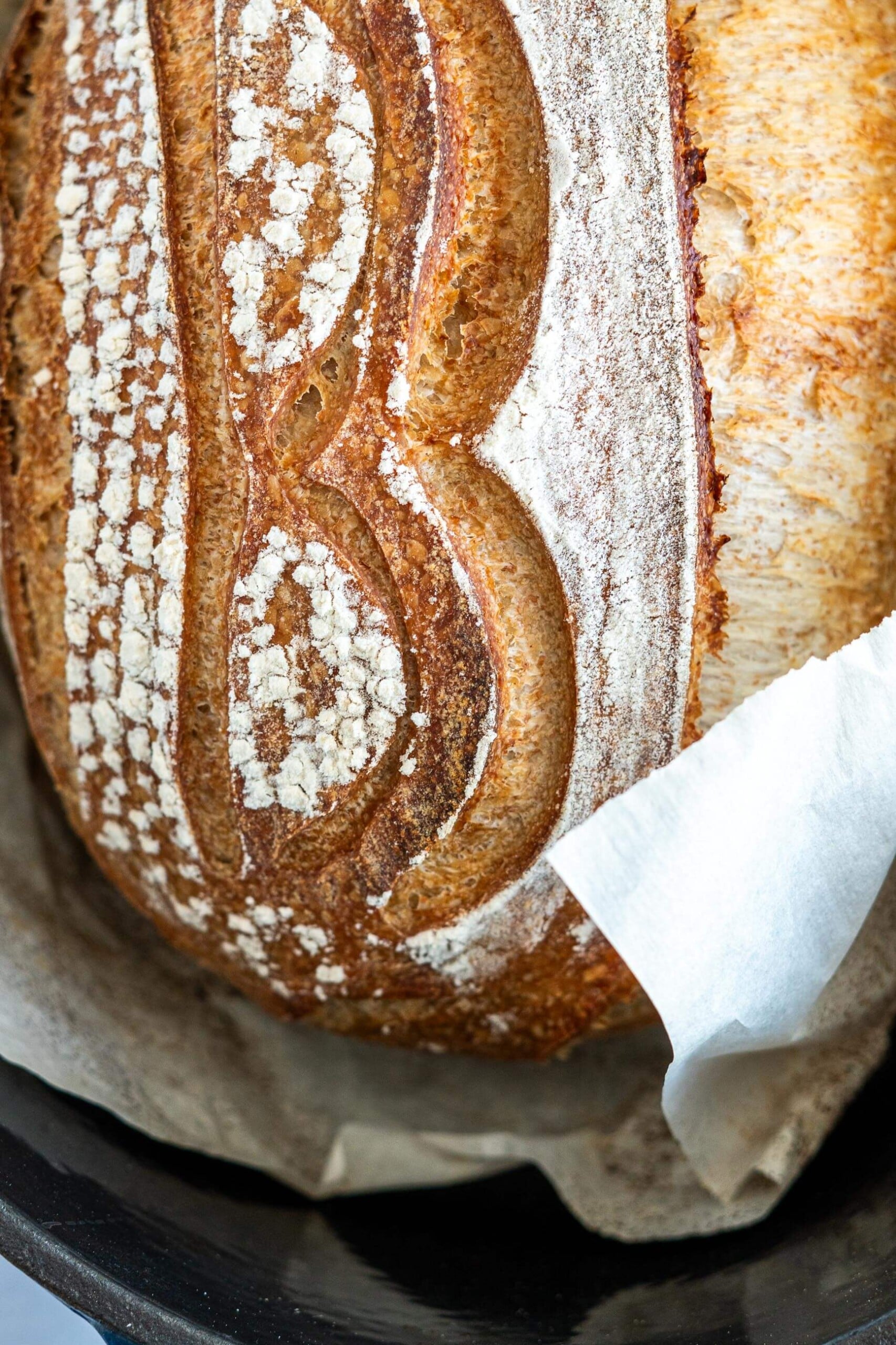 Decoratively scored crust of a baked whole wheat sourdough loaf.