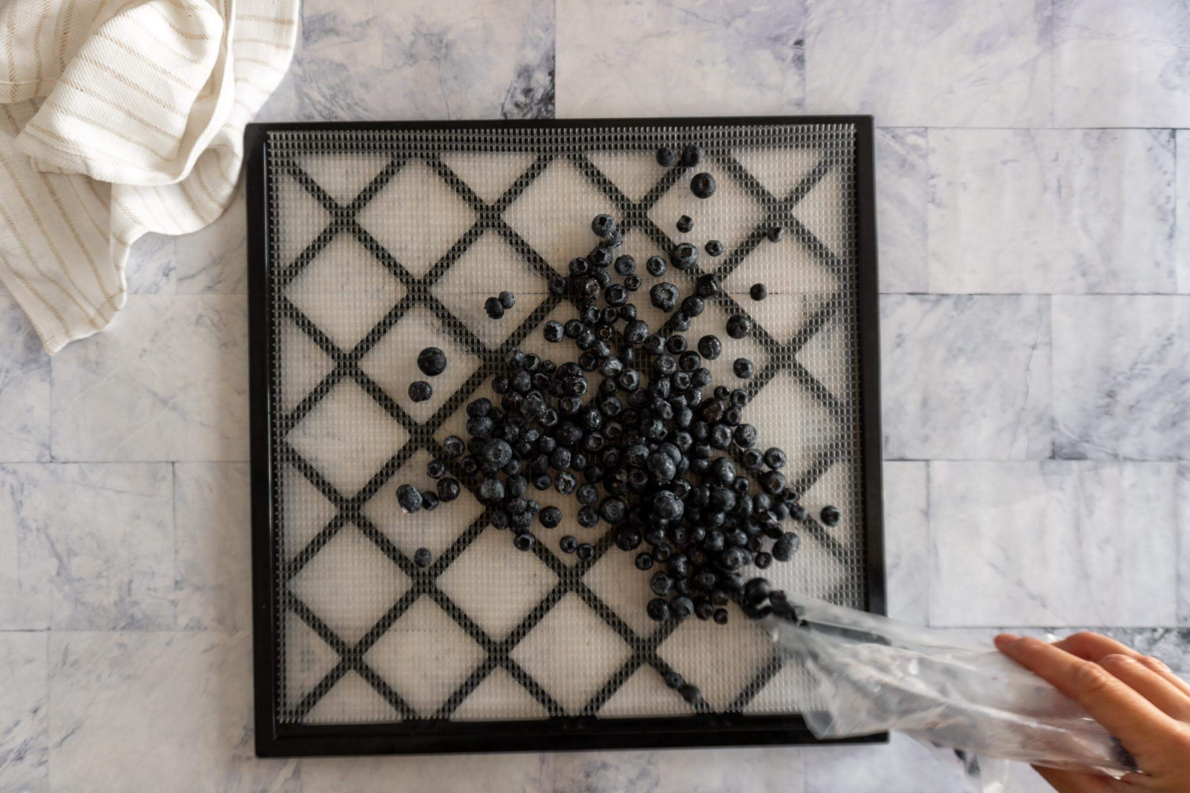 Dumping frozen blueberries on dehydrator tray. 