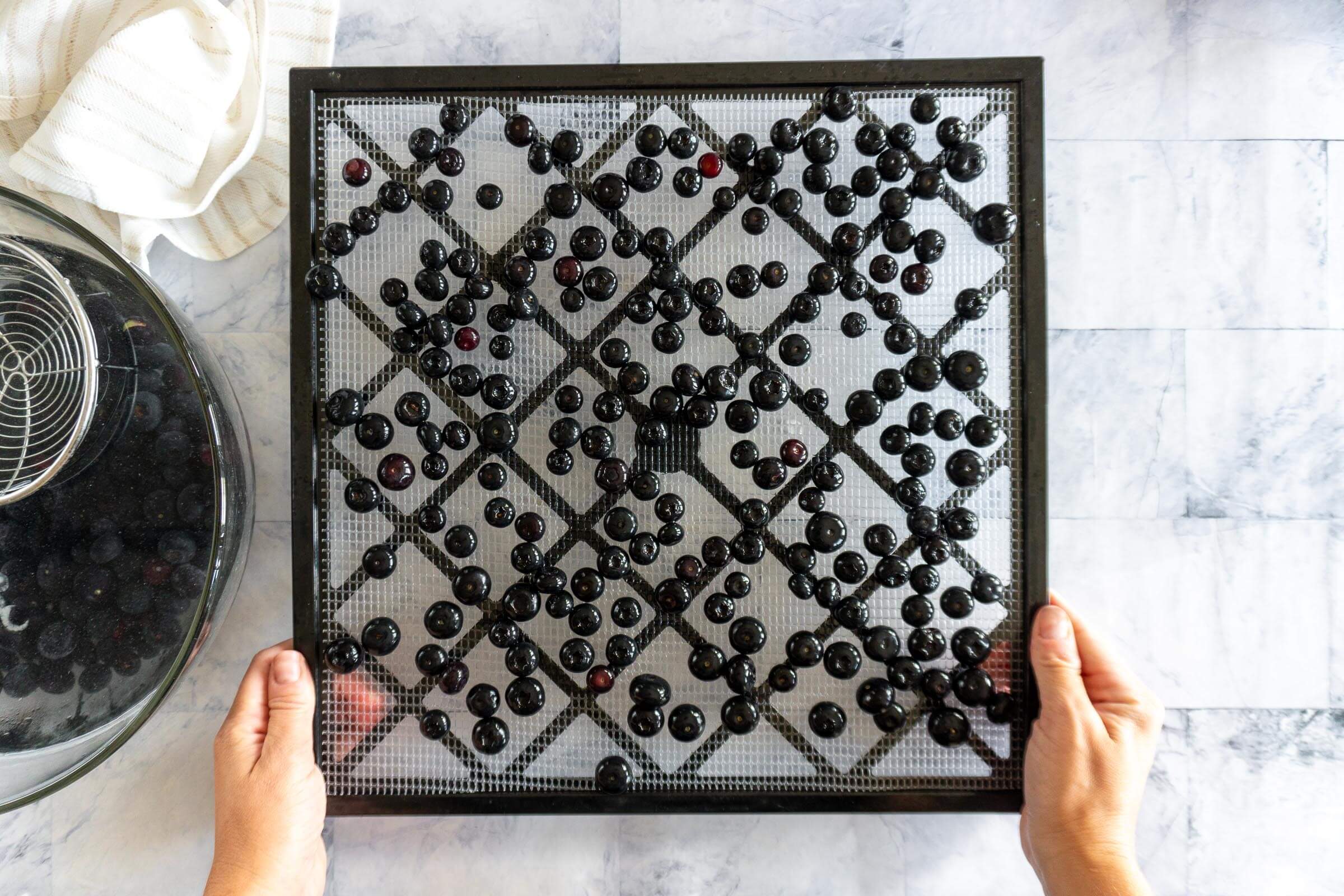 Fresh blueberries on dehydrator tray spread in a single layer.