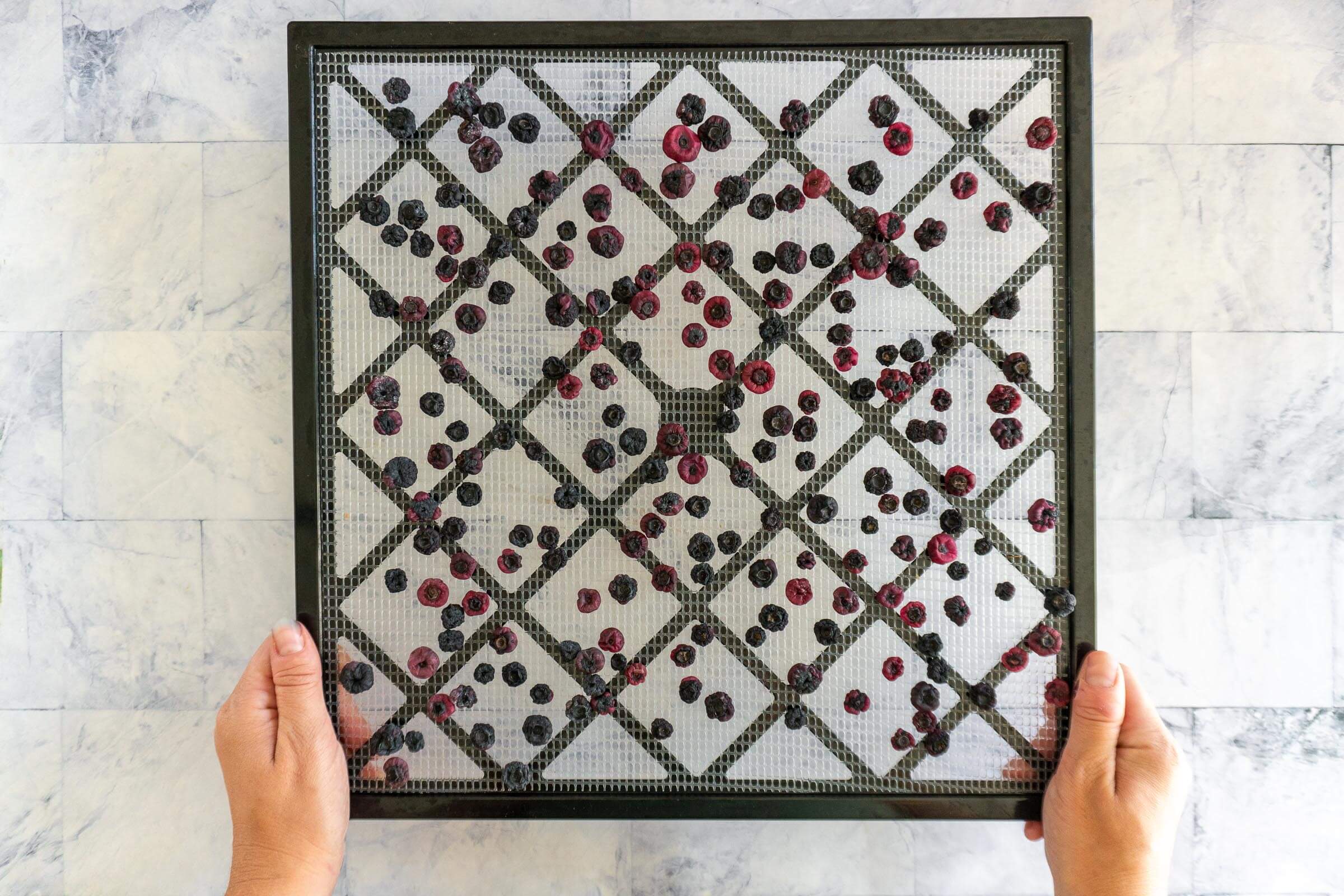 Fully dried blueberries on dehydrator tray.