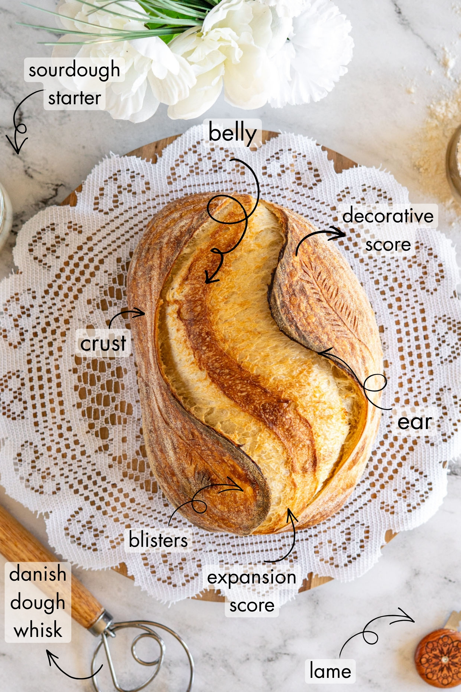 Sourdough loaf with it's parts labeled, like crust, blisters, score, ear, decorative score, and belly.